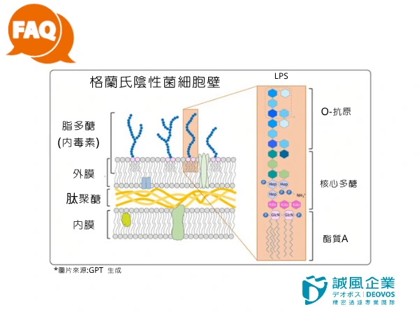 內毒素是什麼? 內毒素是什麼?