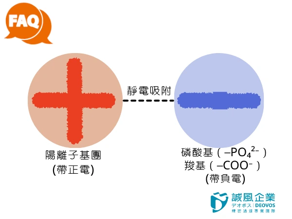 去除內毒素的原理 去除內毒素的原理