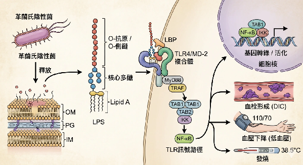 內毒素引起發燒機制600450